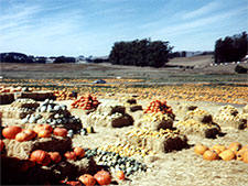 Cardoza Pumpkin Patch Petaluma