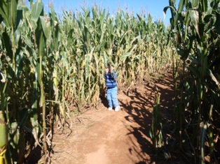 corn maze