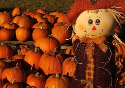 Owl Creek Pumpkin Patch