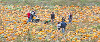 pumpkin patch in lynnwood washington