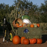 Freeman Farms pumpkins