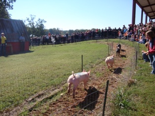 pig races