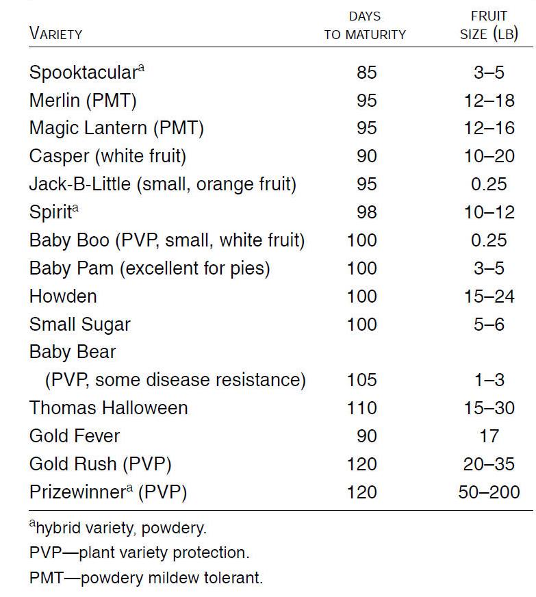 commercial pumpkin varieties