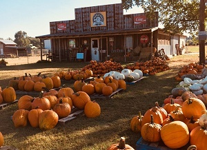 Miracle Farms Pumpkin Patch