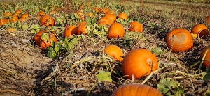 roemer pumpkin patch pumpkins Sacramento CA