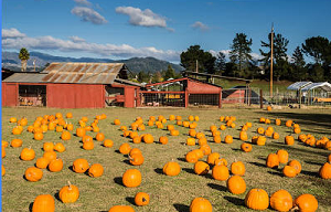 Grandmas Pumpkin Patch - apples, pomegranates, pumpkins, summer squash, U-pick and already picked, 