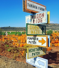 Tanaka Farms Real Pumpkin Patch