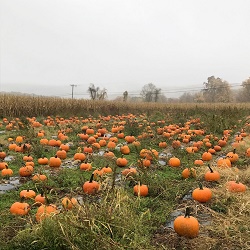 Harris Hill Farm