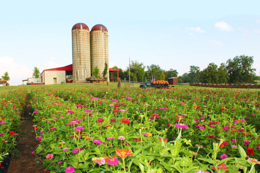 Southern Belle corn maze