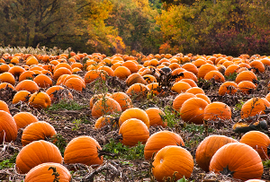 Hunter Farm - Pumpkins, Christmas Trees, Flowers