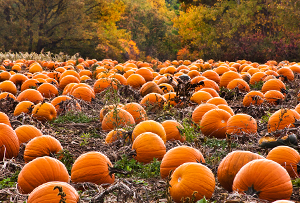 Hunter Farm -  Pumpkins, Christmas Trees, Flowers