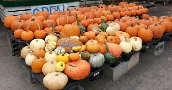 Farmer Jack's Home Grown pumpkins, patch-pick in the field,