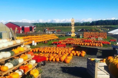 Greg's U-Pick Farm - corn maze, pumpkins
