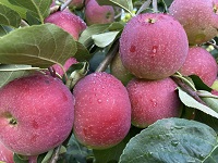 Northill Orchard apples