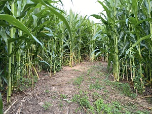 Northill Orchard corn maze, pumpkins and PYO apples