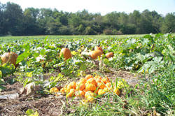Schramm's pumpkin patch and harvest festival