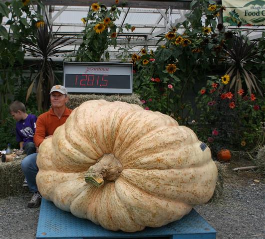 Pumpkin Weigh-off