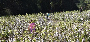 Cotton Hills Farm