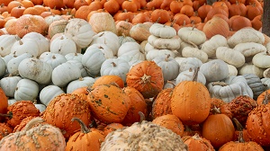 Felderland Farm many heirloom squash varieties