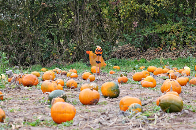 Maxeys Farm Shop - pumpkin patch-pick in the field 