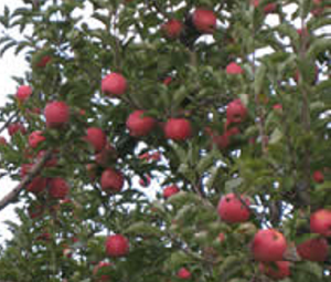 Seamans Orchard - apples, strawberries, U-pick and already picked