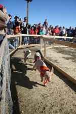 Washington farms pig races