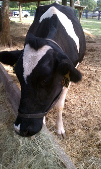 cow and farm animals to see and touch