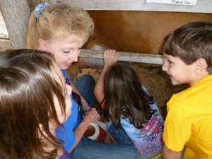Milking a cow at Hillcrest Farm