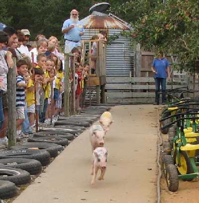 pig races