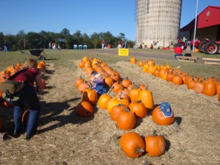 pumpkin patch - already harvested