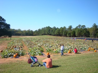 pumpkin patch in the field