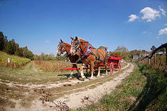 Neltner's Farm hay ride