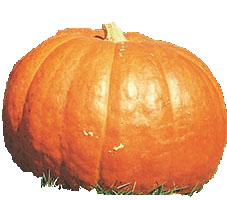 Big Max pumpkin