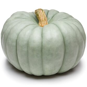 Blue Doll pumpkin