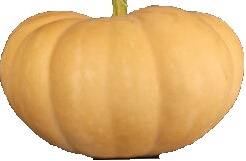 Buckskin  pumpkin
