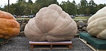 Giant pumpkins