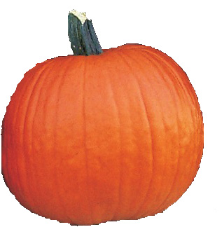 Gold Standard pumpkin