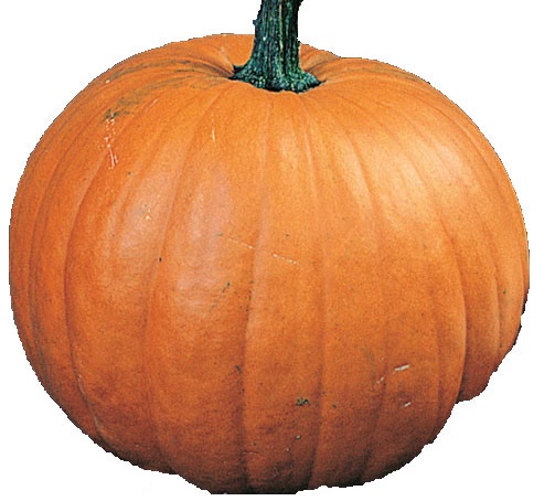 Gold Fever pumpkin