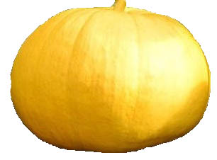 Jaune De Paris pumpkin
