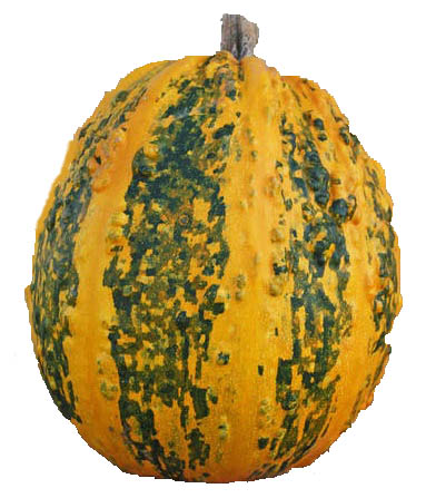 Scheherazade pumpkin or squash