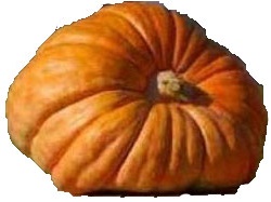 Atlantic Giant pumpkin