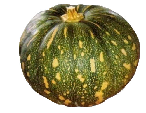 Calabaza squash