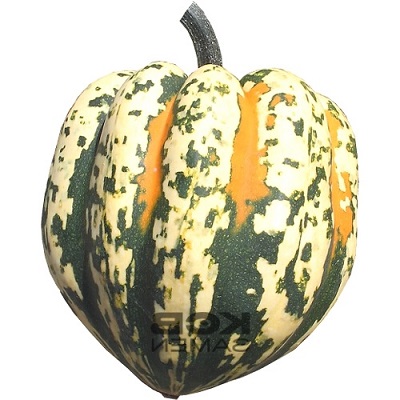 Carnival squash