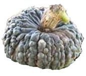 Choga choga pumpkin