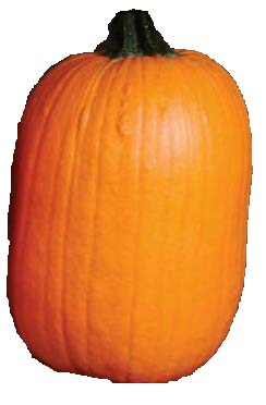 Harvest Time Pumpkin