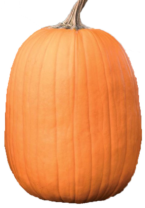 Howden Biggie pumpkin