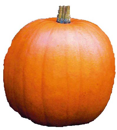 Jack O' Lantern pumpkin