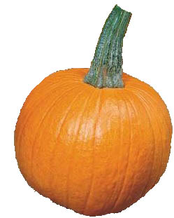 Typical pie pumpkin