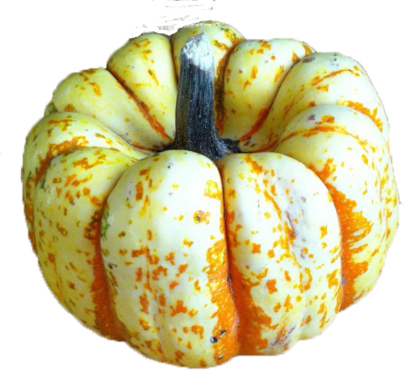 Sweet Lightning pumpkin