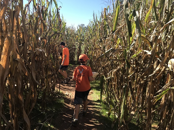 Corn maze